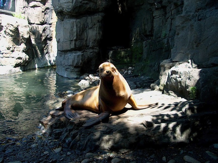 Central Park Zoo 05