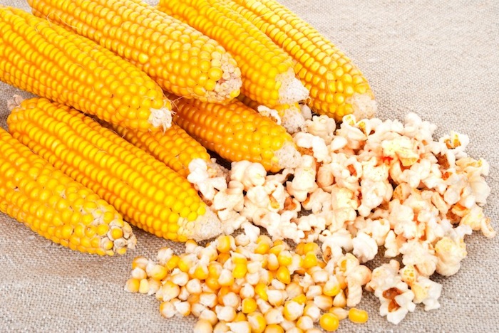 Ears of corn and popcorn