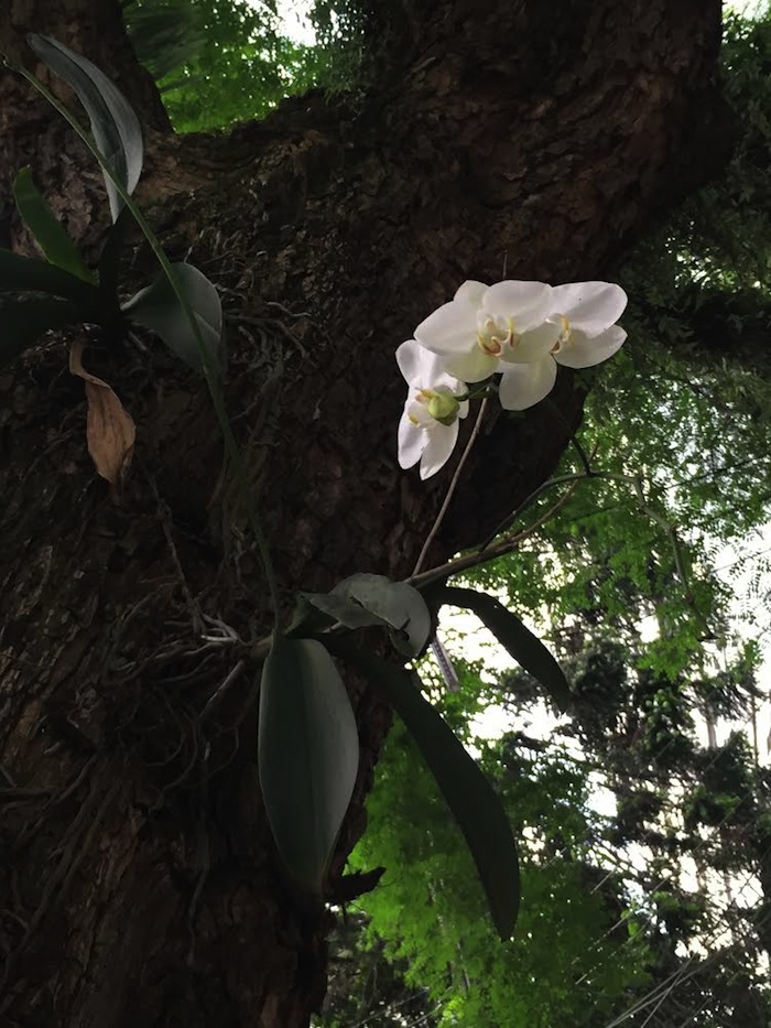 Orquídeas plantadas em árvores da cidade