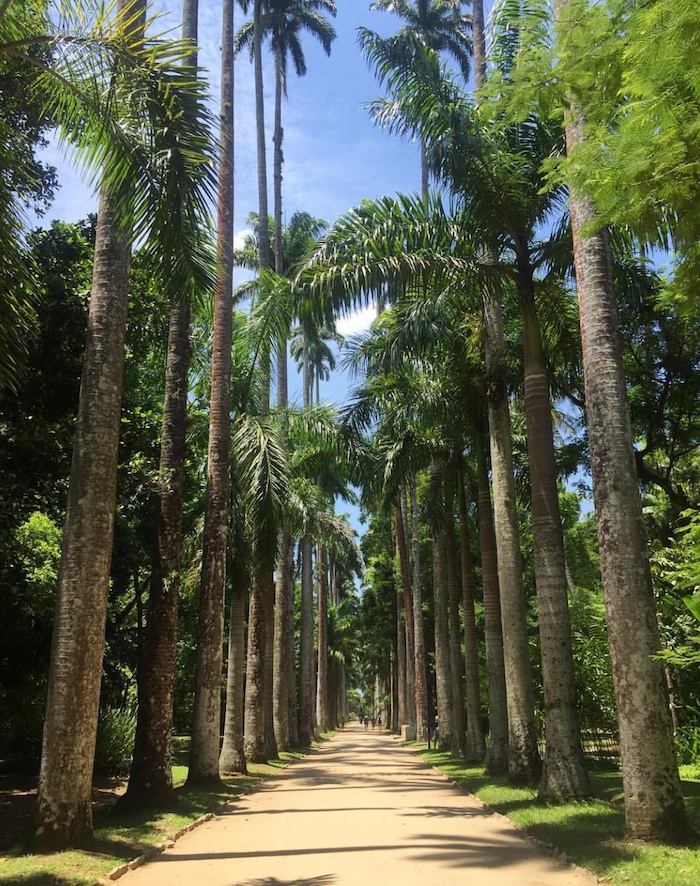 Rio de Janeiro 03 Jardim Botânico
